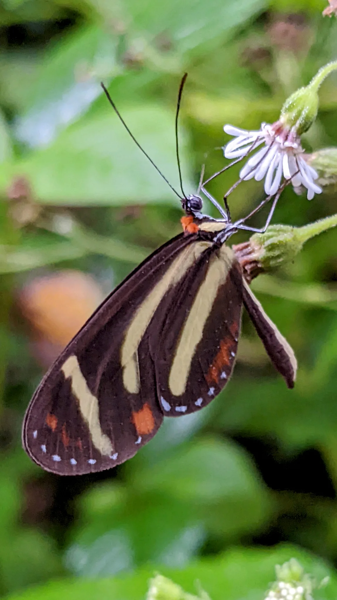 Striped butterfly on flowers. Finer identification remains unconfirmed.