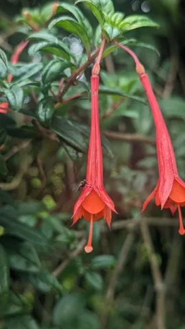 Long red hanging flowers. Finer identification remains unconfirmed.