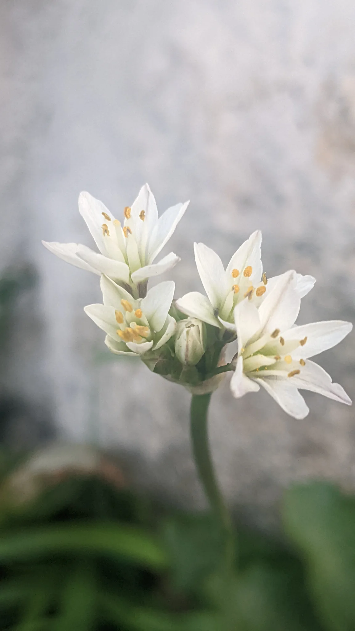 A few-flowered Nothoscordum umbel shows white six-tepalled flowers with yellow anthers above a slender stalk.