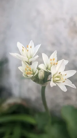 A few-flowered Nothoscordum umbel shows white six-tepalled flowers with yellow anthers above a slender stalk.
