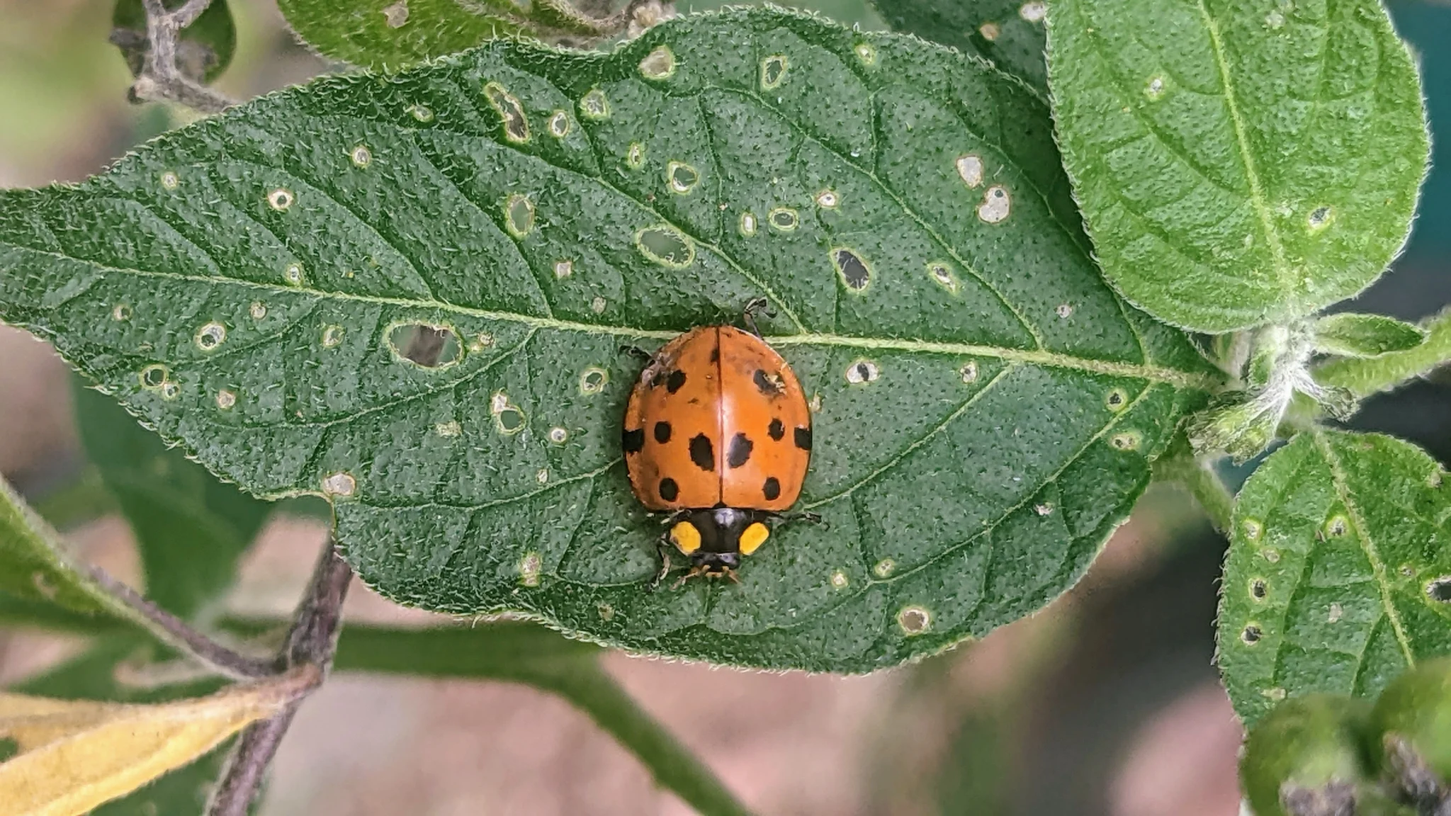 Orange ladybug on a leaf. Finer identification remains unconfirmed.