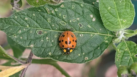 Orange ladybug on a leaf. Finer identification remains unconfirmed.