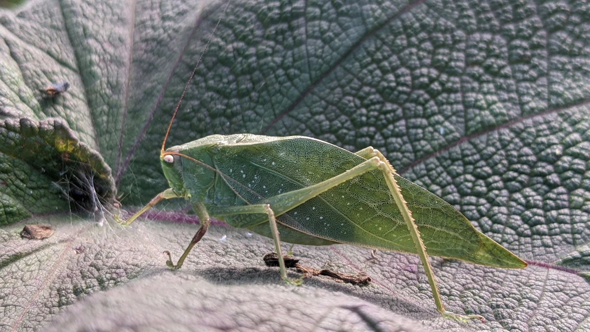 Green katydid on leaf. Finer identification remains unconfirmed.