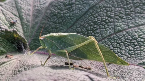 Green katydid on leaf. Finer identification remains unconfirmed.