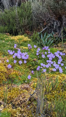 A patch of purple flowers beside the trail