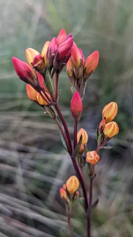 Red and yellow buds on a slender highland stem. Finer identification remains unconfirmed.