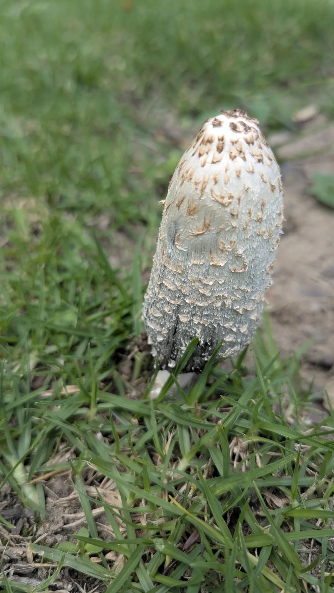White mushroom in grass. Finer identification remains unconfirmed.