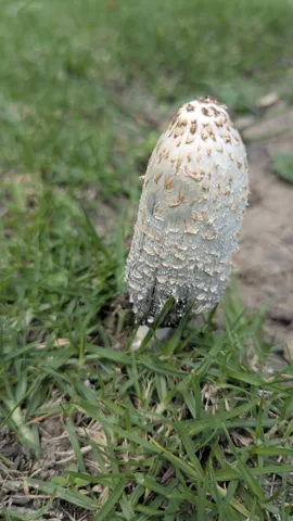 White mushroom in grass. Finer identification remains unconfirmed.