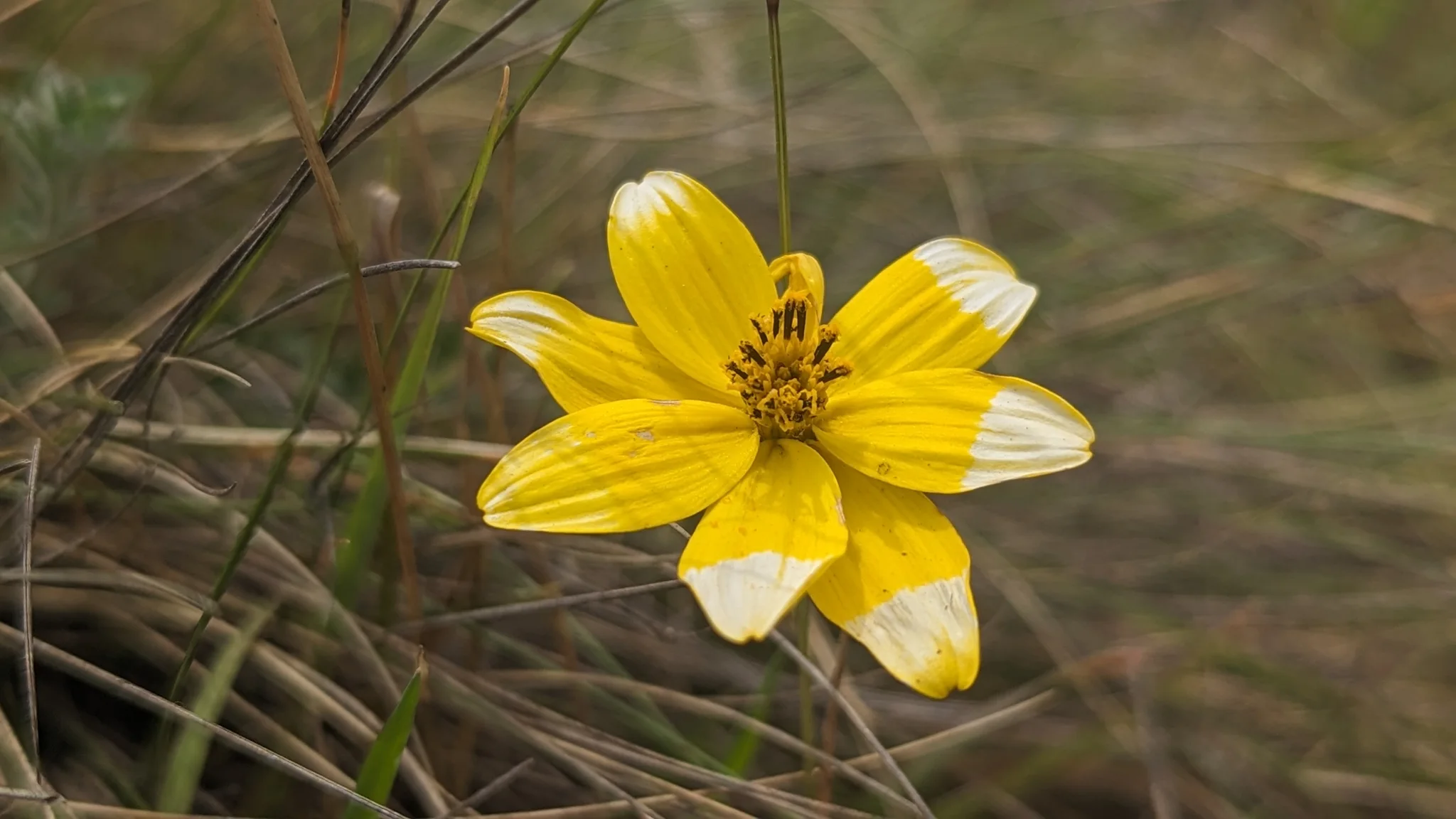 Yellow daisy-like flower. Finer identification remains unconfirmed.
