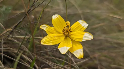 Yellow daisy-like flower. Finer identification remains unconfirmed.