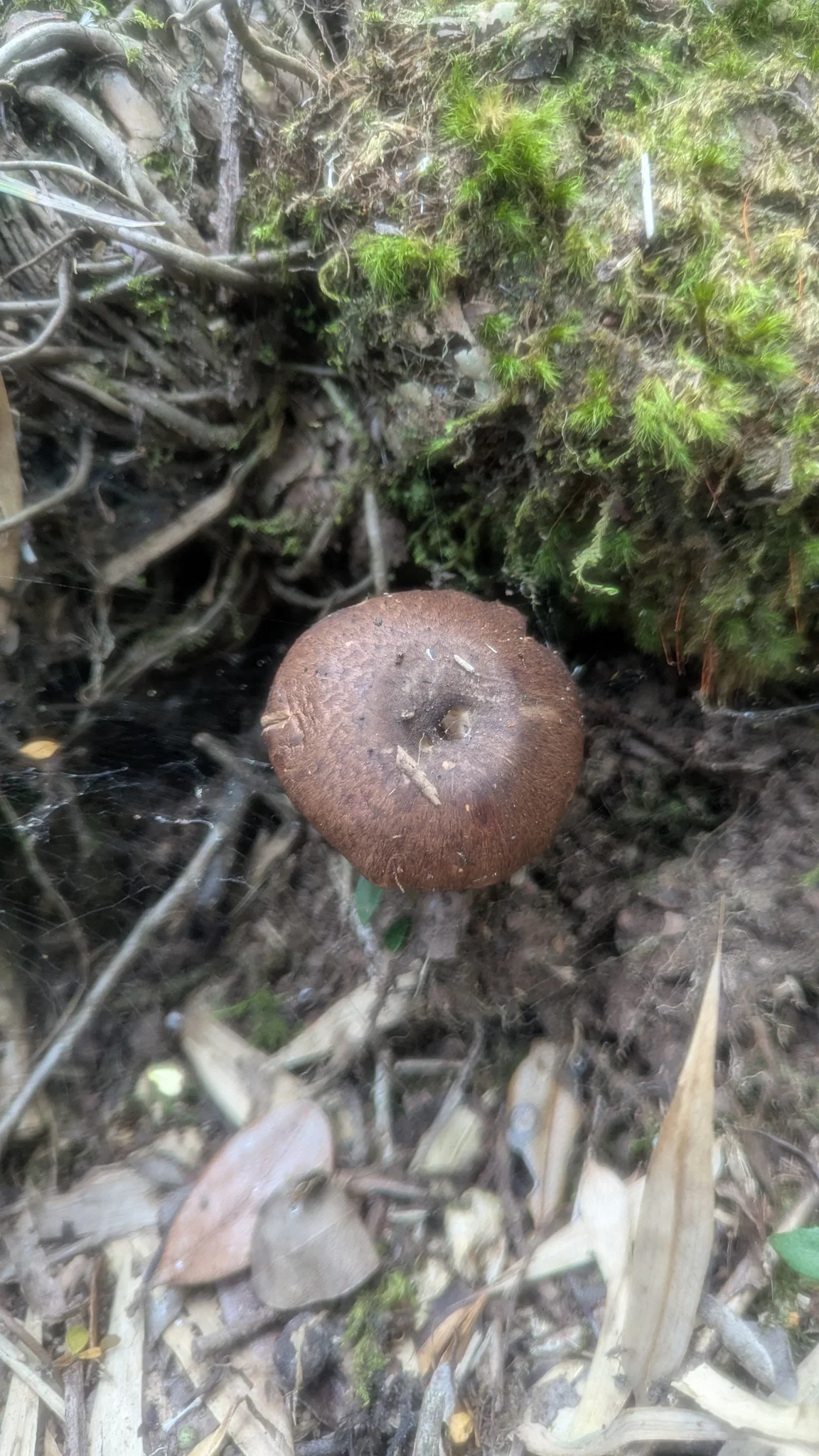 A brown-capped Agaricus mushroom grows beside moss, exposed roots and leaf litter.