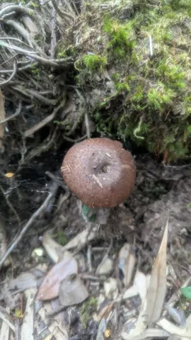 A brown-capped Agaricus mushroom grows beside moss, exposed roots and leaf litter.