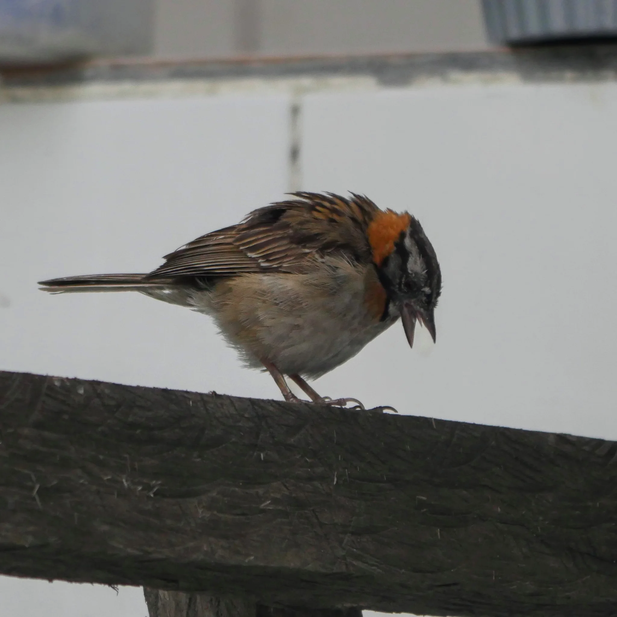 Bird resting on a rail. Finer identification remains unconfirmed.