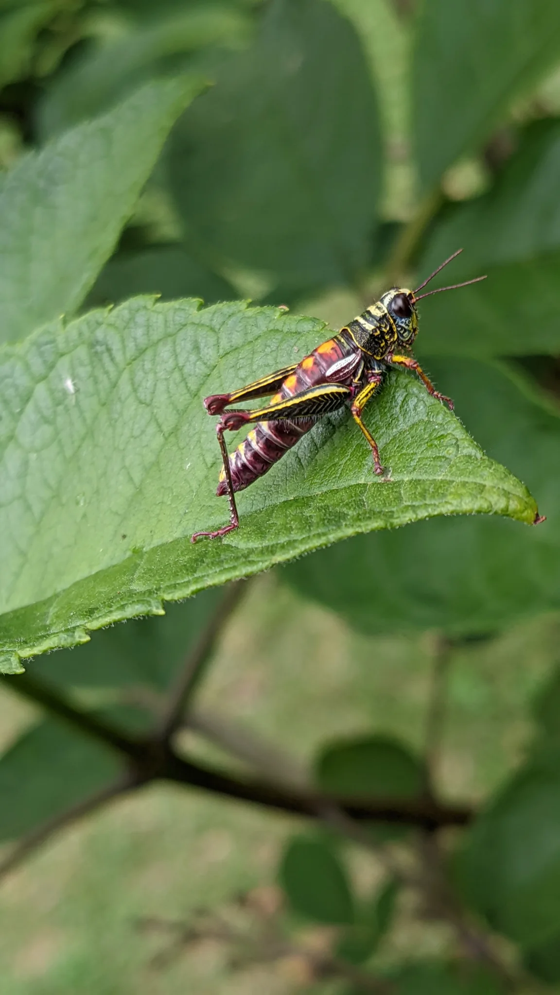 Winged insect on green leaves. Finer identification remains unconfirmed.