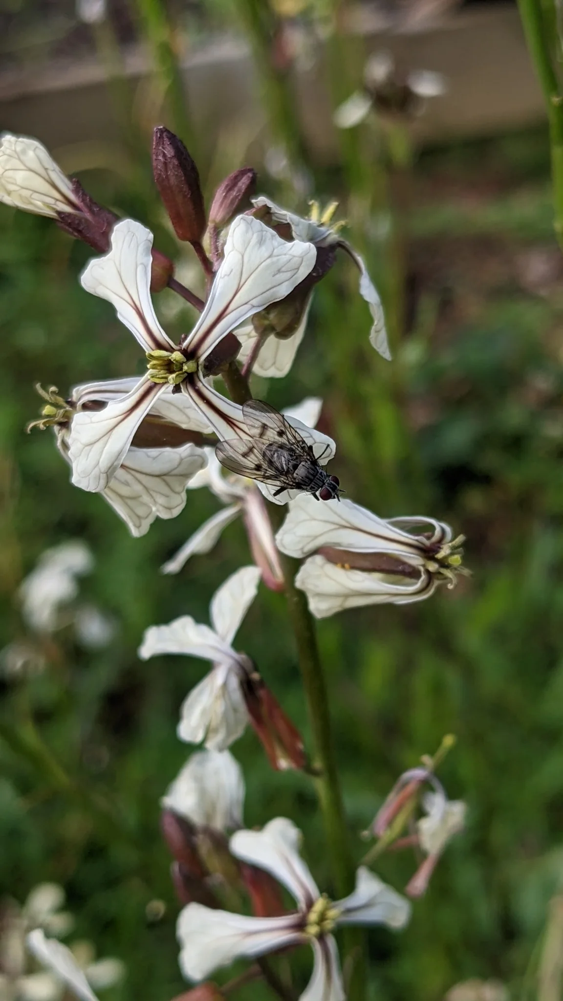 White flowers on branching stems. Finer identification remains unconfirmed.