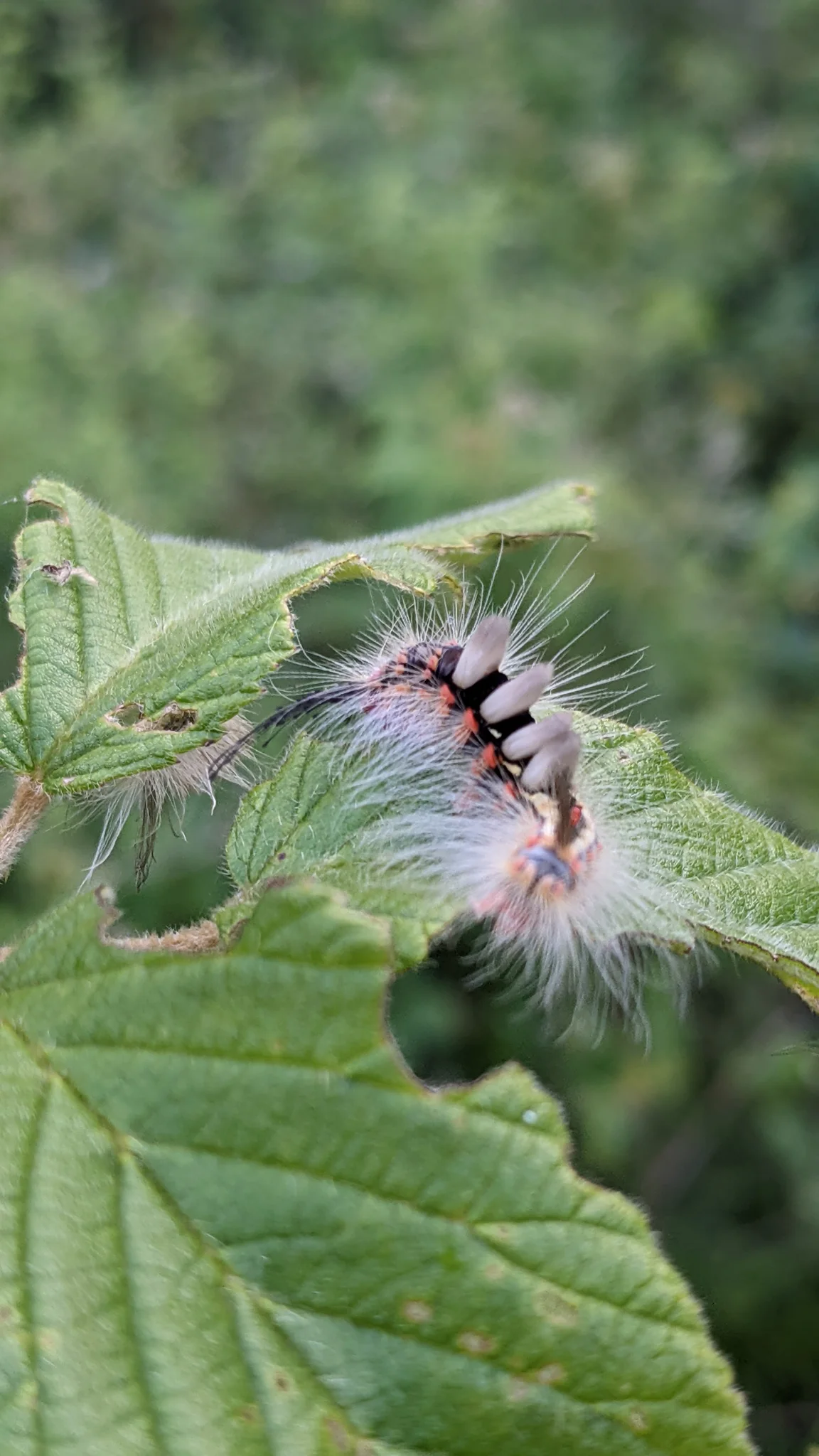 Hairy caterpillar beside a purple bud. Finer identification remains unconfirmed.
