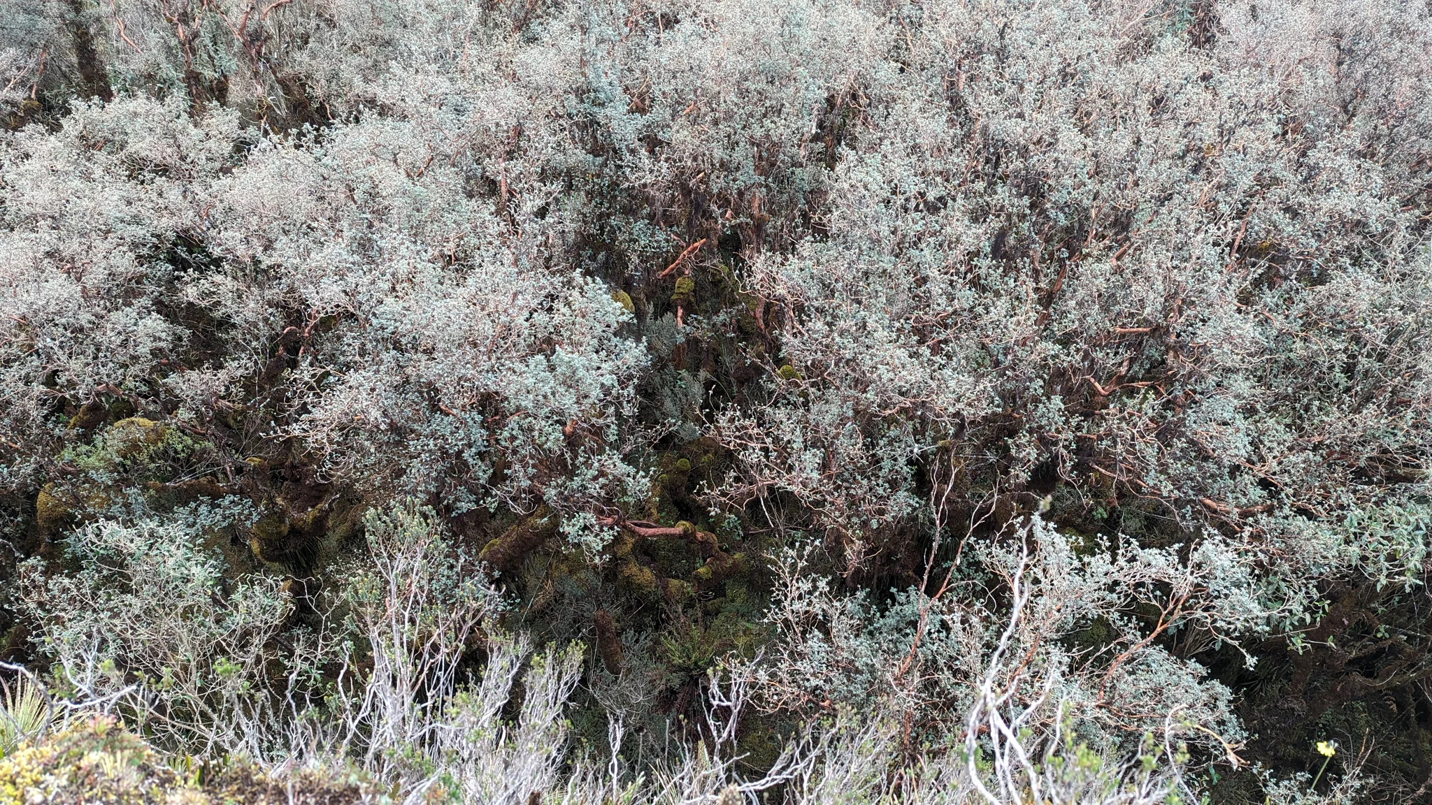 Pale flowering shrubs on a slope. Finer identification remains unconfirmed.