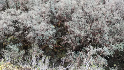 Pale flowering shrubs on a slope. Finer identification remains unconfirmed.
