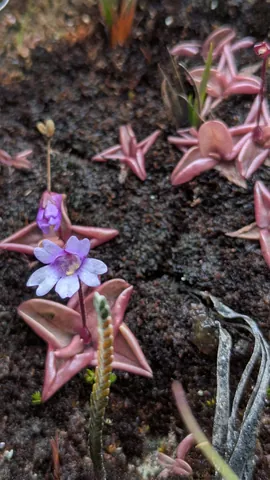 A violet flower rises on a slender stalk above fleshy pink rosettes on a damp bank. Pinguicula calyptrata remains a tentative identification.