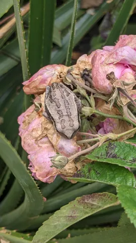 Pink flower cluster with insect. Finer identification remains unconfirmed.