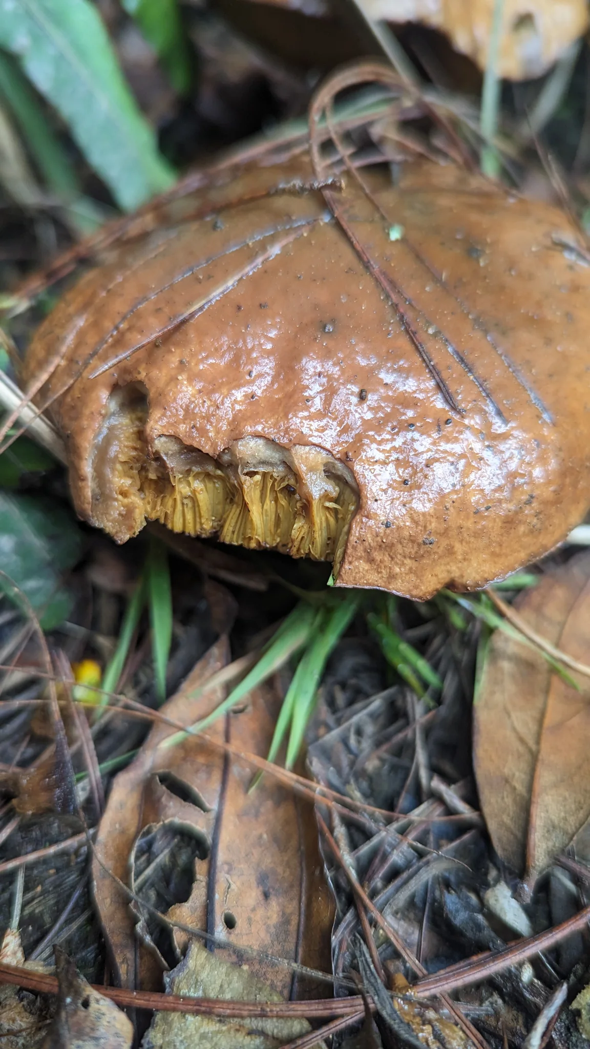 Large brown mushroom close-up. Finer identification remains unconfirmed.
