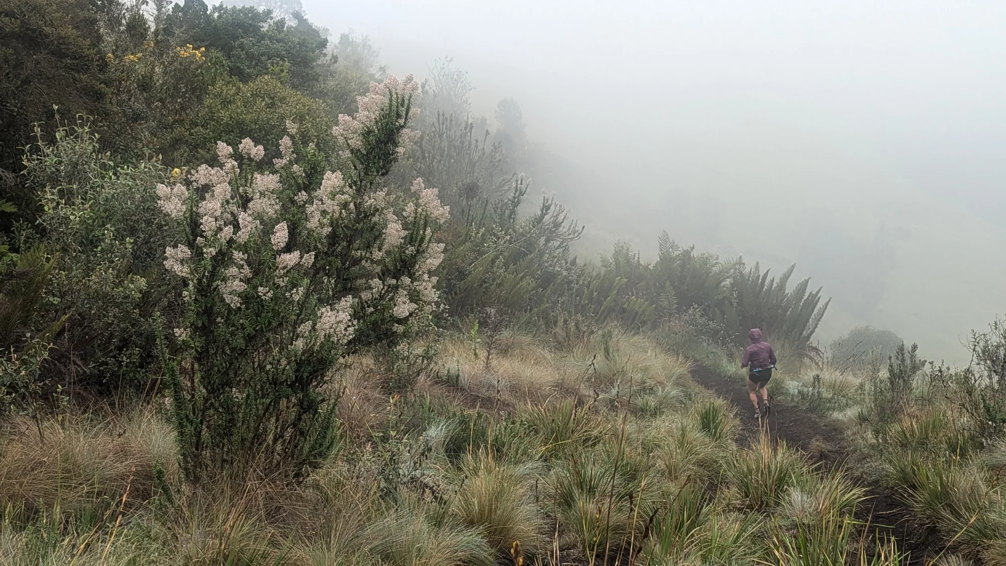A person follows a narrow grassy trail past Baccharis shrubs covered in pale flower clusters and small trees, with the highland slope disappearing into fog.