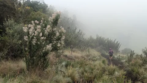A person follows a narrow grassy trail past Baccharis shrubs covered in pale flower clusters and small trees, with the highland slope disappearing into fog.