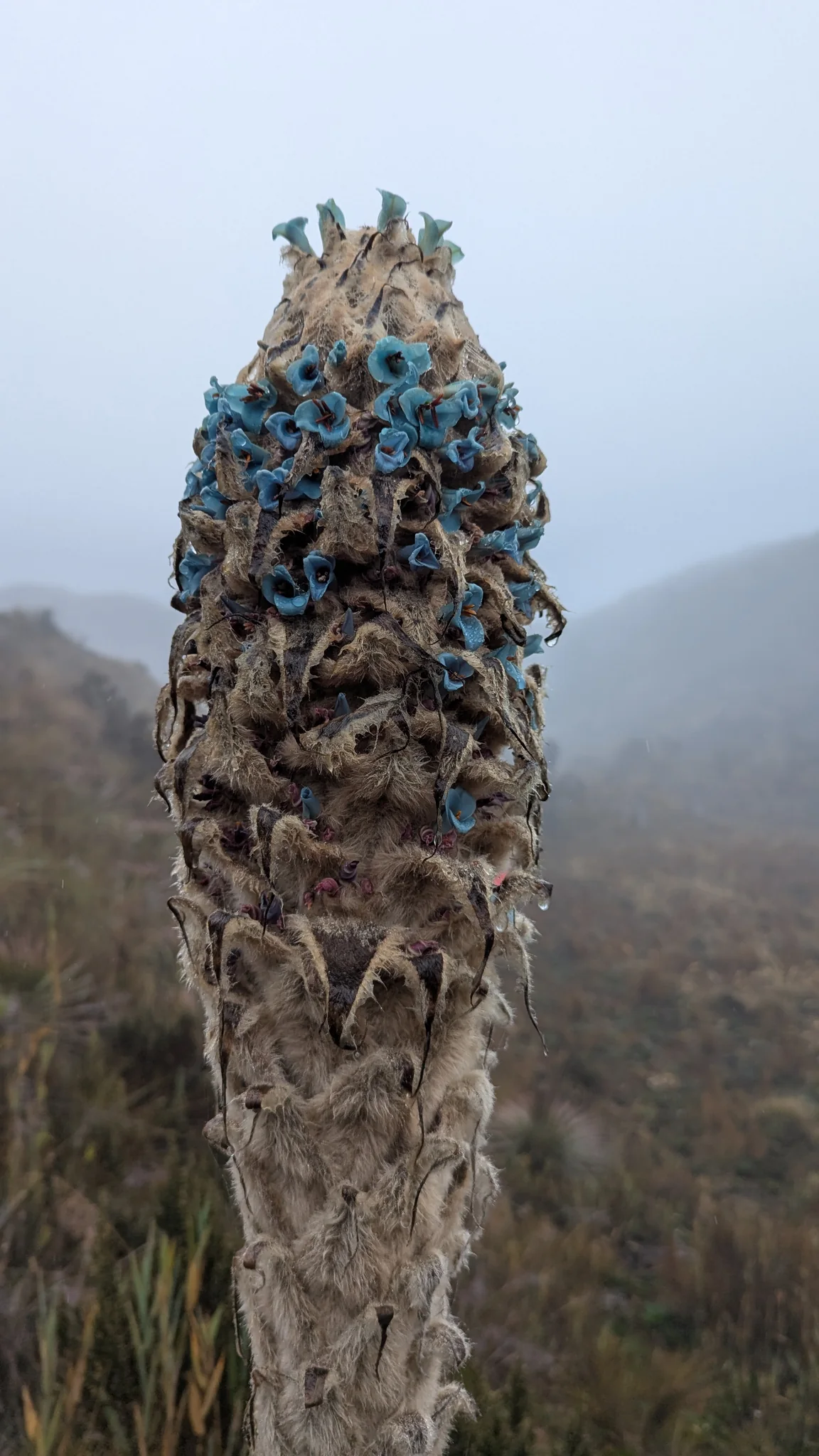 Blue-green flowers in a tall woolly spike. Finer identification remains unconfirmed.
