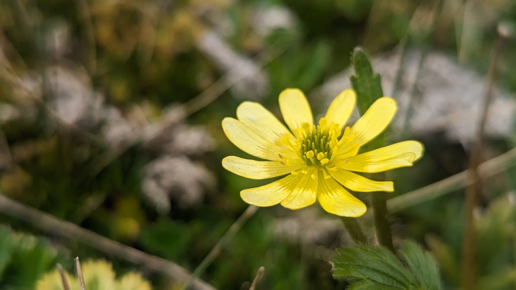 A bright yellow wildflower