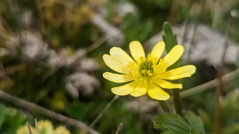 A bright yellow wildflower