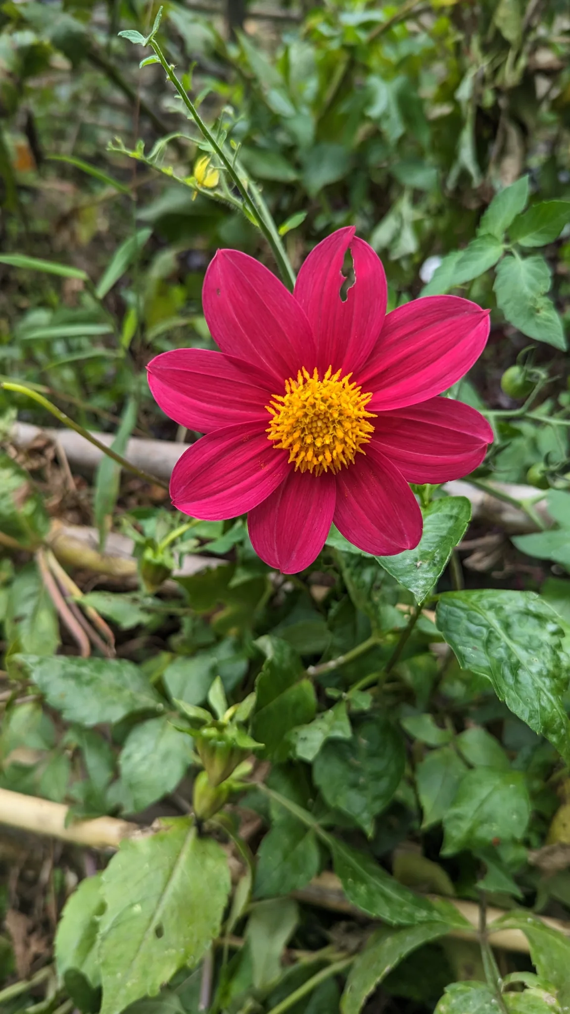 Pink flower in greenery. Finer identification remains unconfirmed.