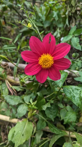 Pink flower in greenery. Finer identification remains unconfirmed.