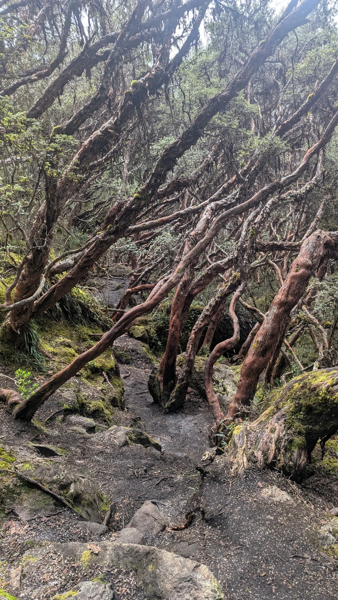 A rough path winds beneath leaning, red-barked trees in a sheltered highland woodland.