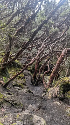 A rough path winds beneath leaning, red-barked trees in a sheltered highland woodland.