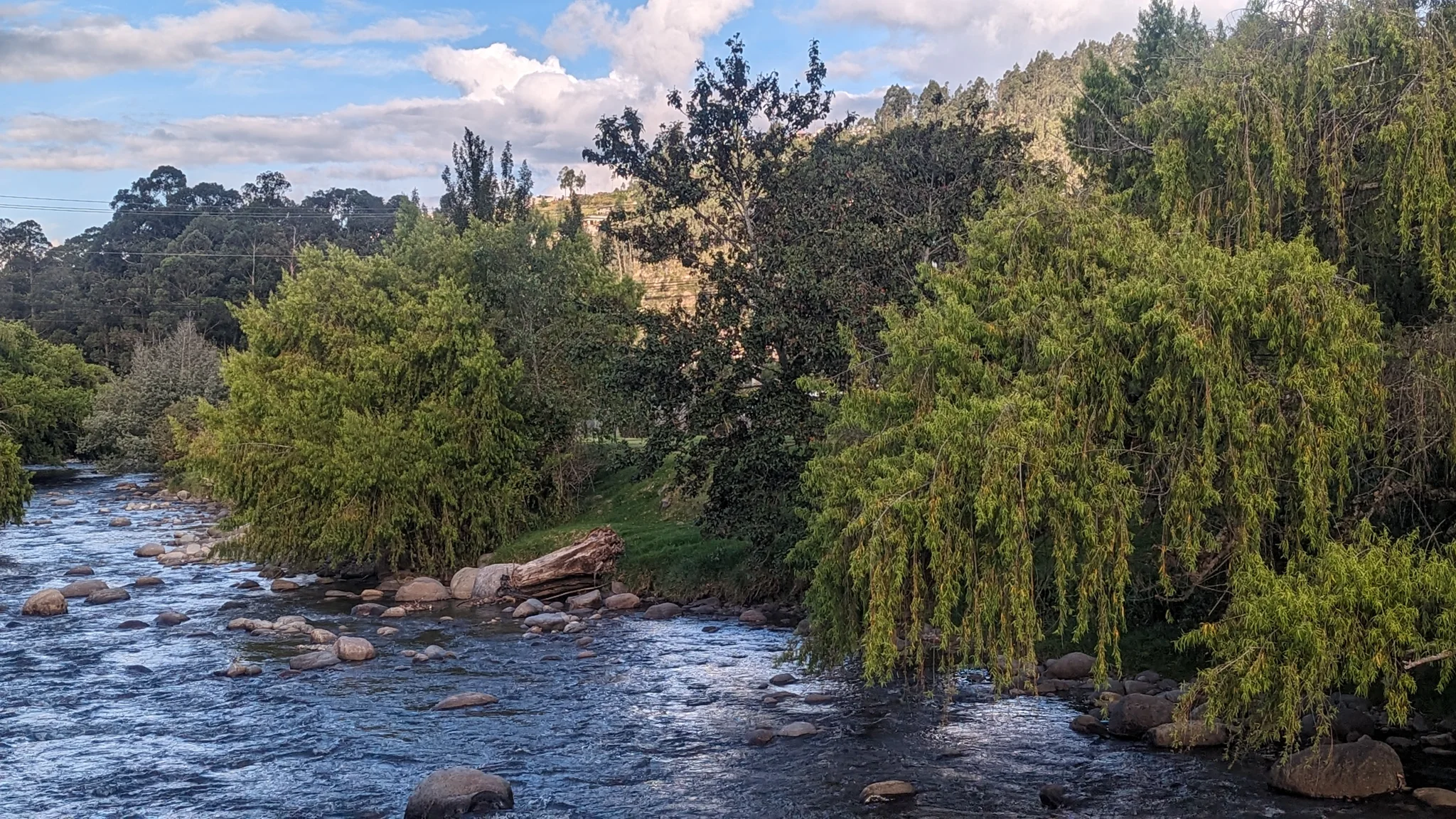 Willow branches over moving water