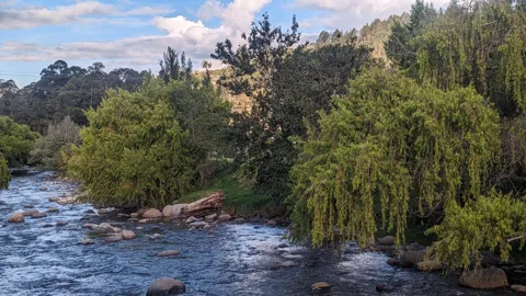 Willow branches over moving water