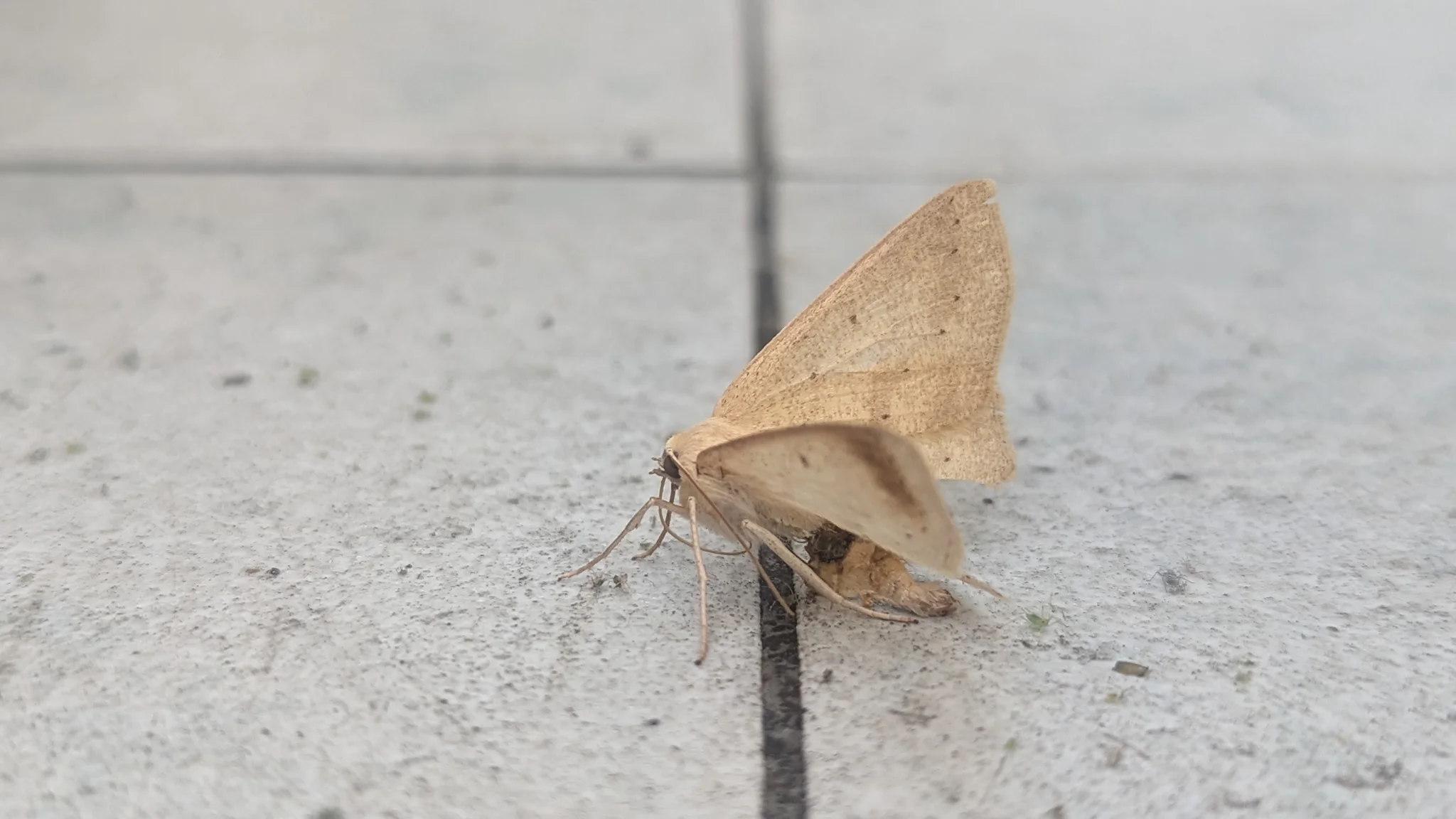 Triangular tan moth on a floor. Finer identification remains unconfirmed.