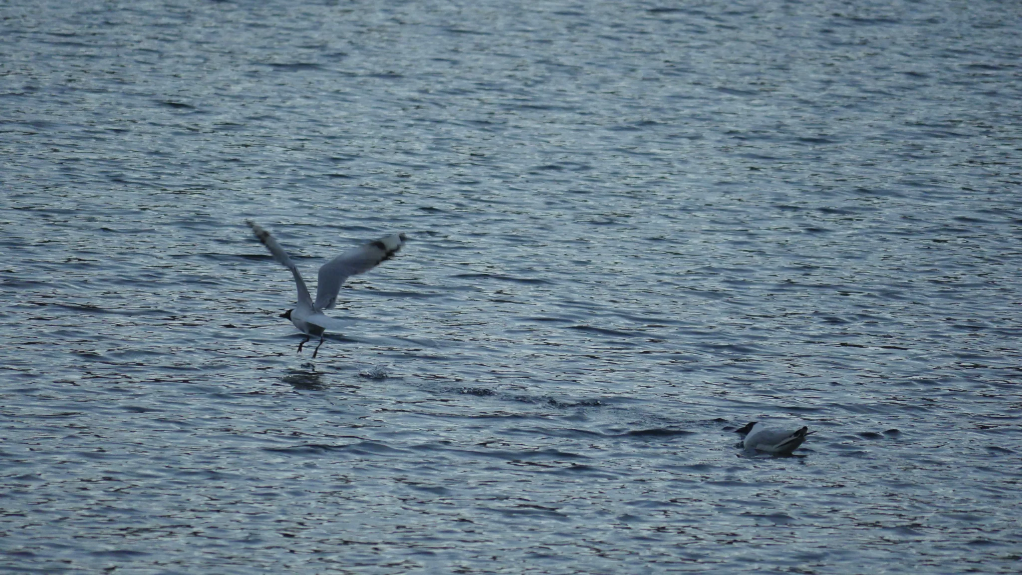 Wings over rippled water