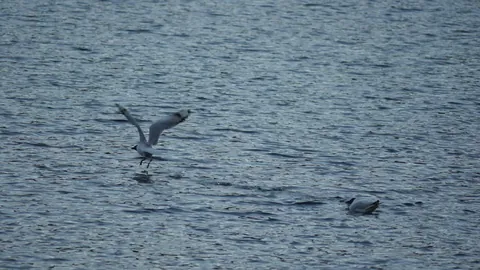 Wings over rippled water