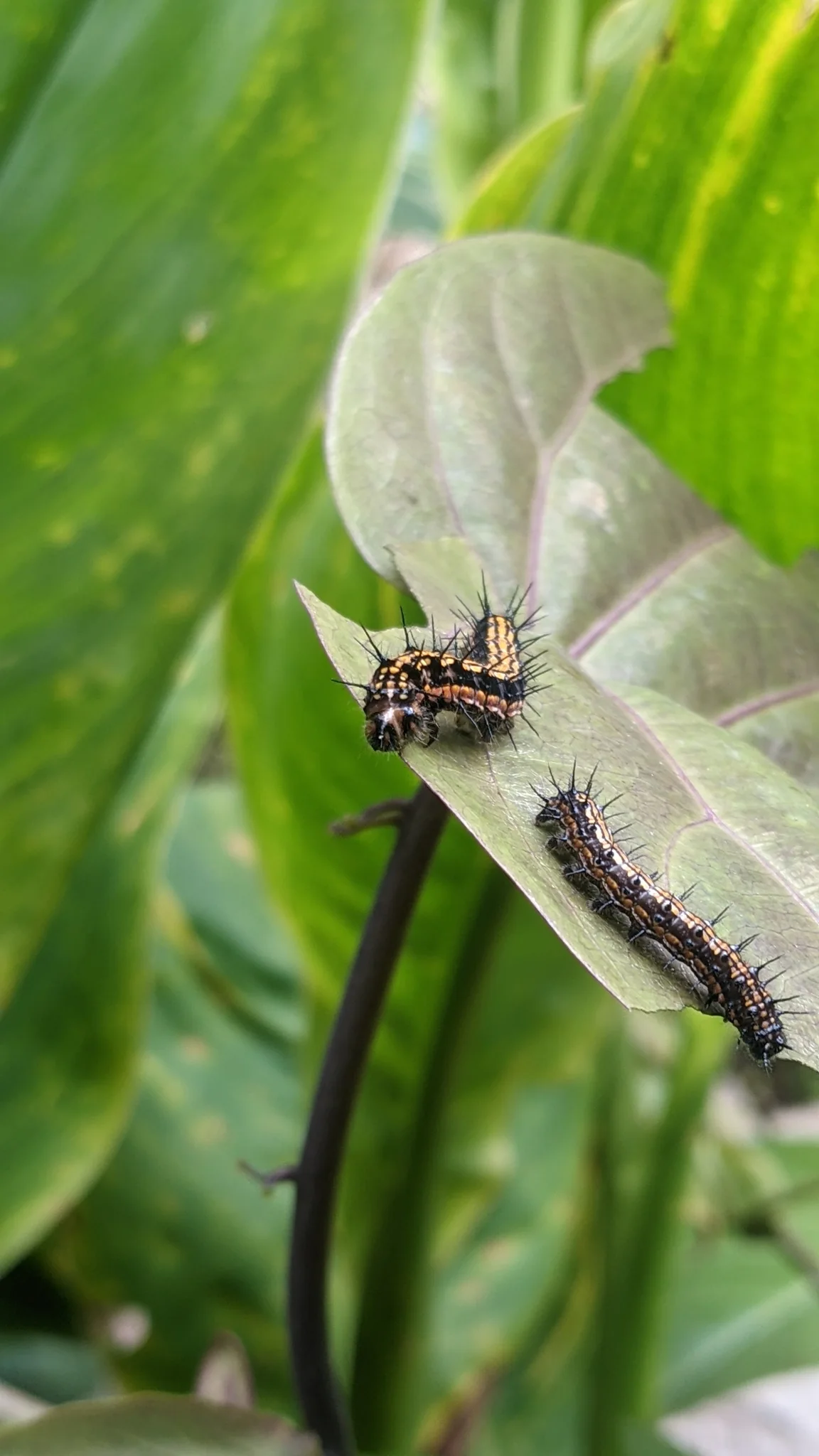 Small insect on pale leaf. Finer identification remains unconfirmed.