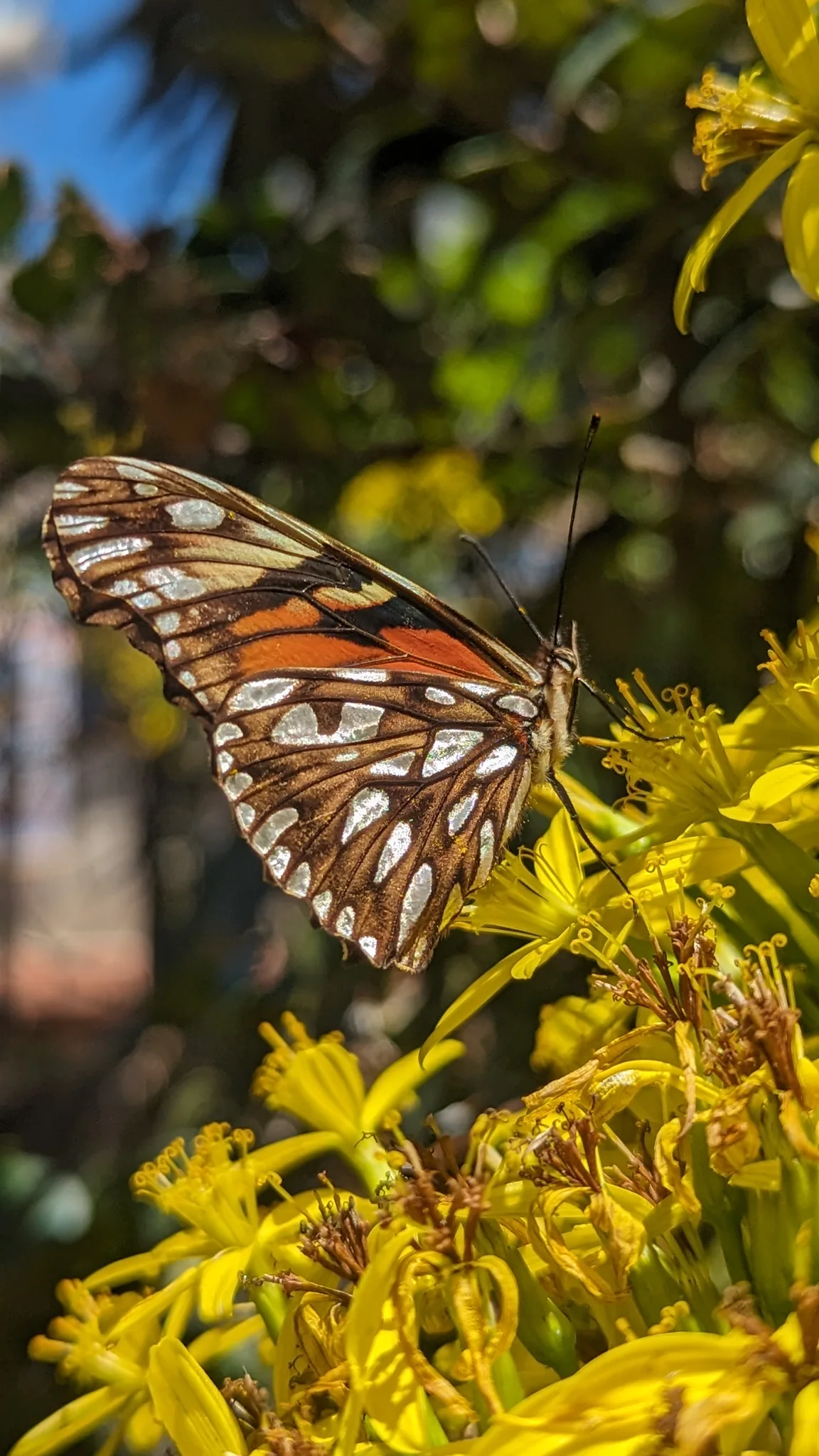 Orange and brown butterfly on yellow flowers. Finer identification remains unconfirmed.