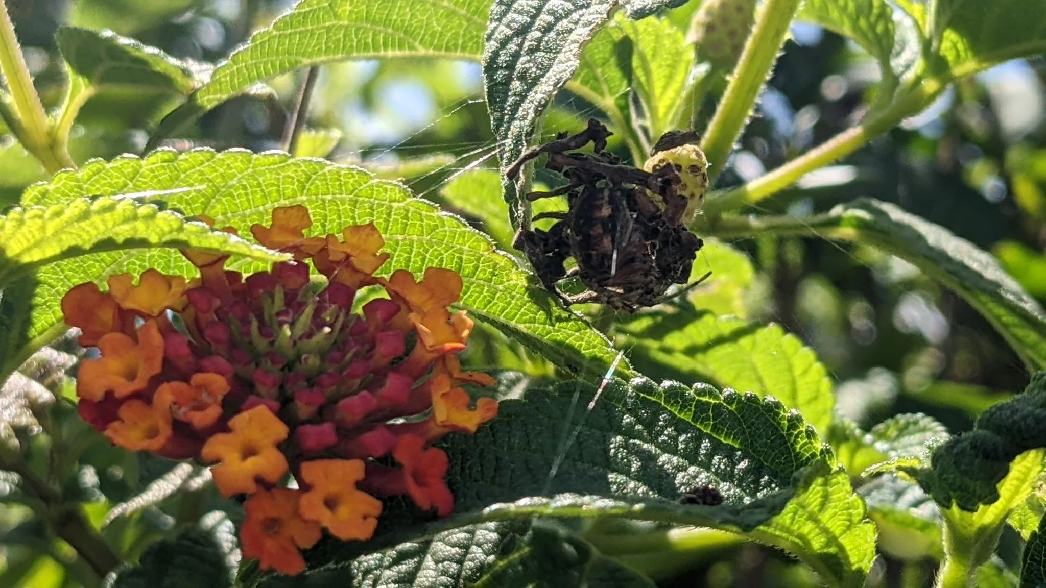 Orange flowers and green leaves. Finer identification remains unconfirmed.
