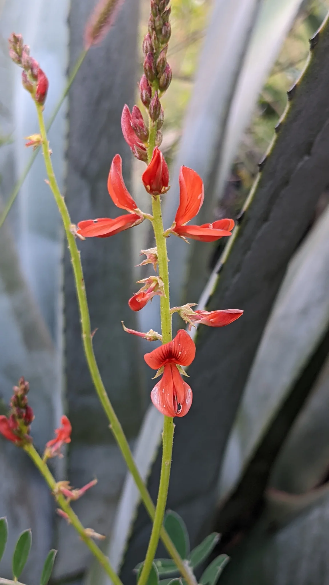Paired scarlet Macroptilium flowers show large wing petals along a slender upright raceme, with reddish buds above and broad blue-green succulent leaves behind.