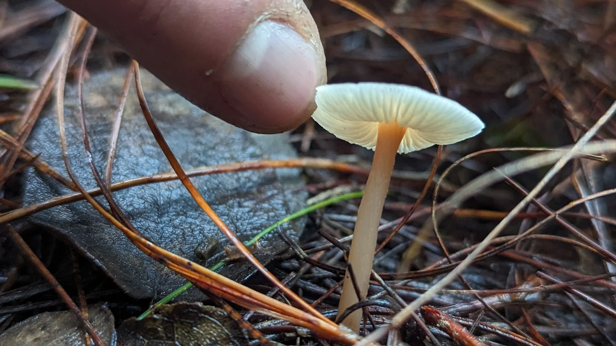 Small mushroom among pine needles. Finer identification remains unconfirmed.