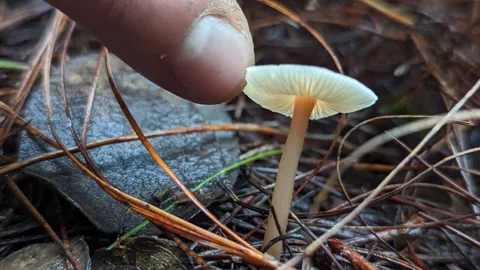 Small mushroom among pine needles. Finer identification remains unconfirmed.