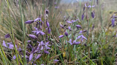 Purple bells in the highland grass