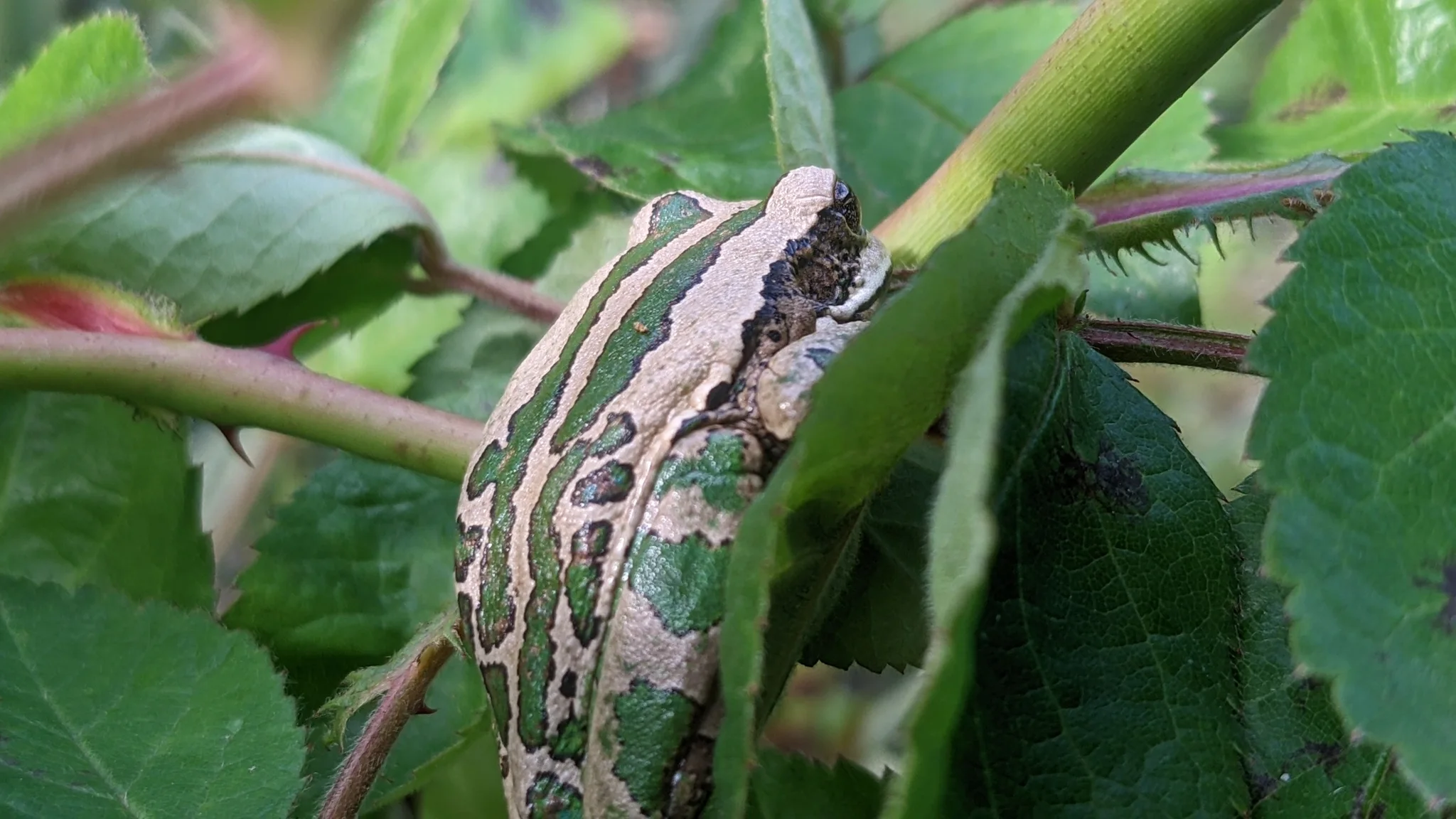 Striped moth on green leaves. Finer identification remains unconfirmed.