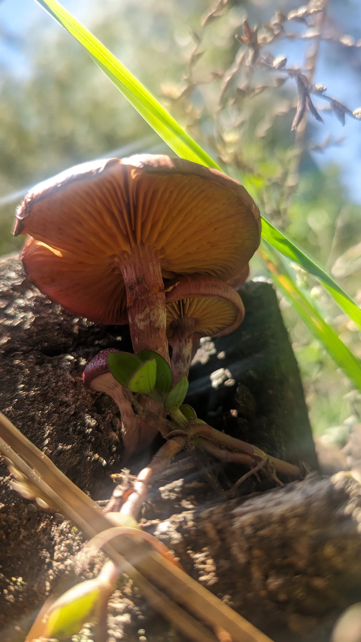 Rounded brown mushroom in grass. Finer identification remains unconfirmed.