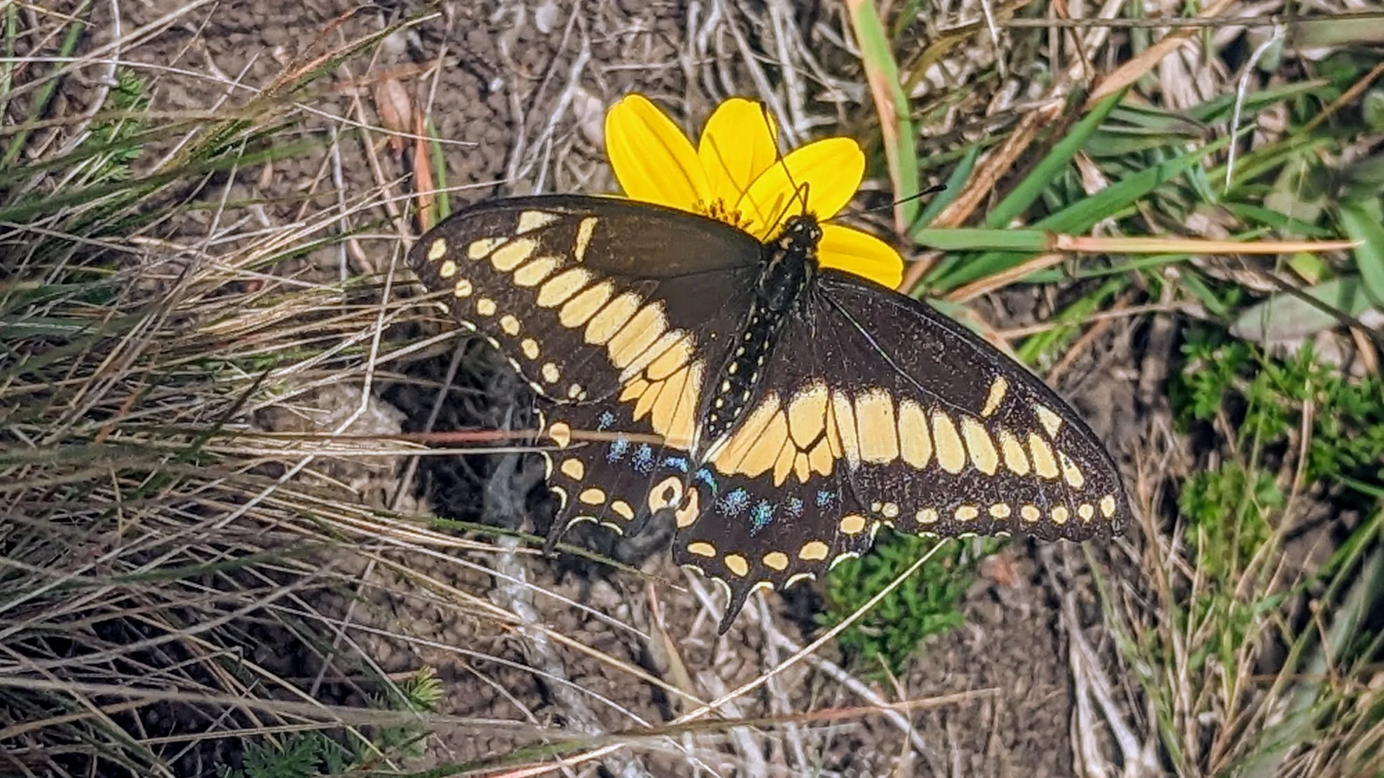 Yellow flower with Swallowtail butterfly. Finer identification remains unconfirmed.
