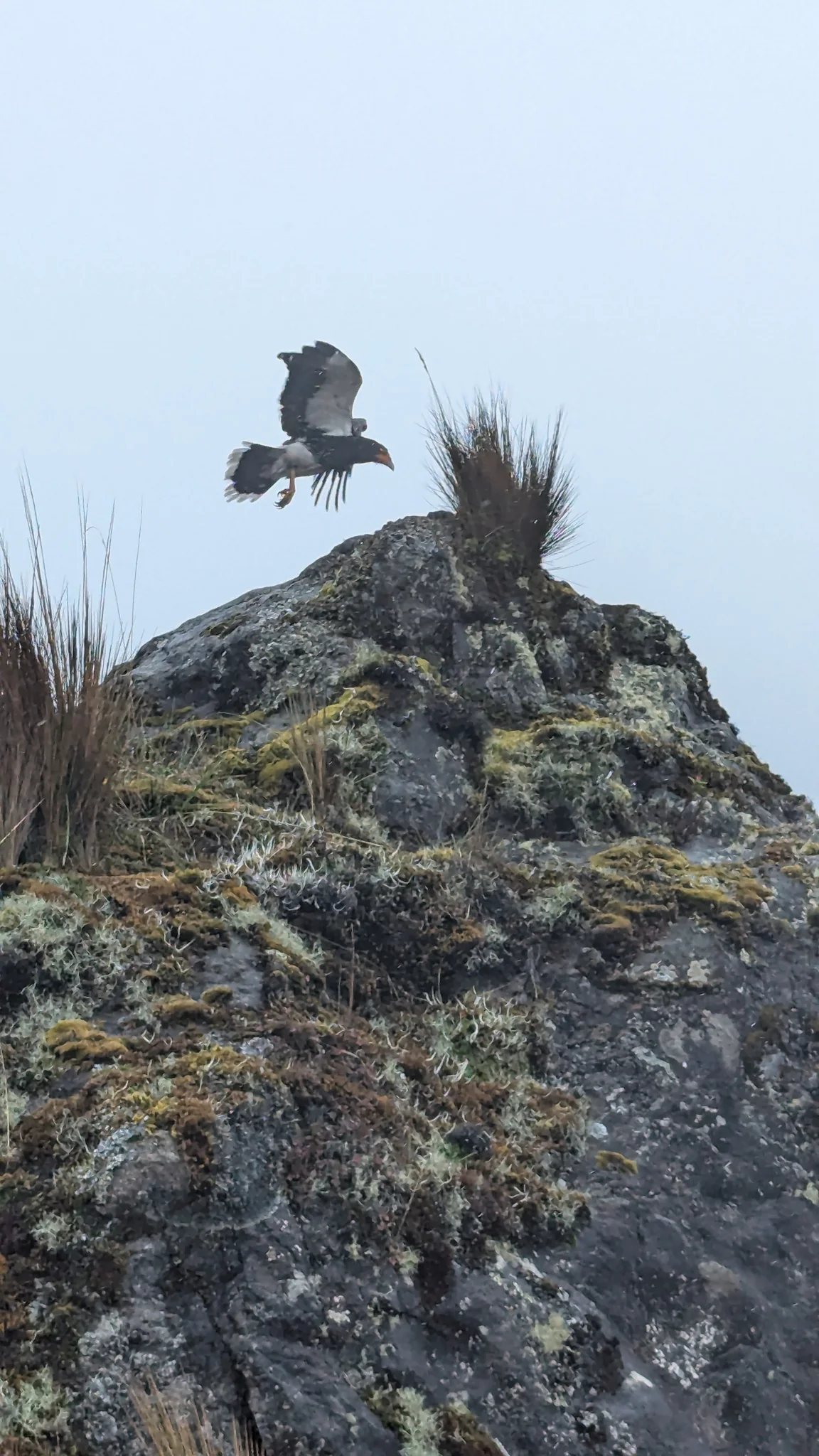 Bird perched on rocky summit. Finer identification remains unconfirmed.